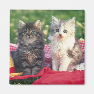 Two Kittens Sitting On A Red-Coloured Blanket Magnet