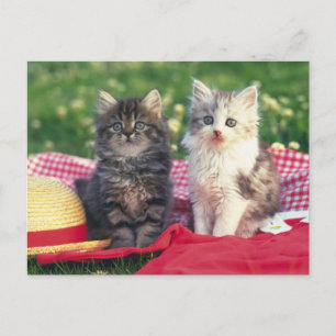 Two Kittens Sitting On A Red-Coloured Blanket Postcard