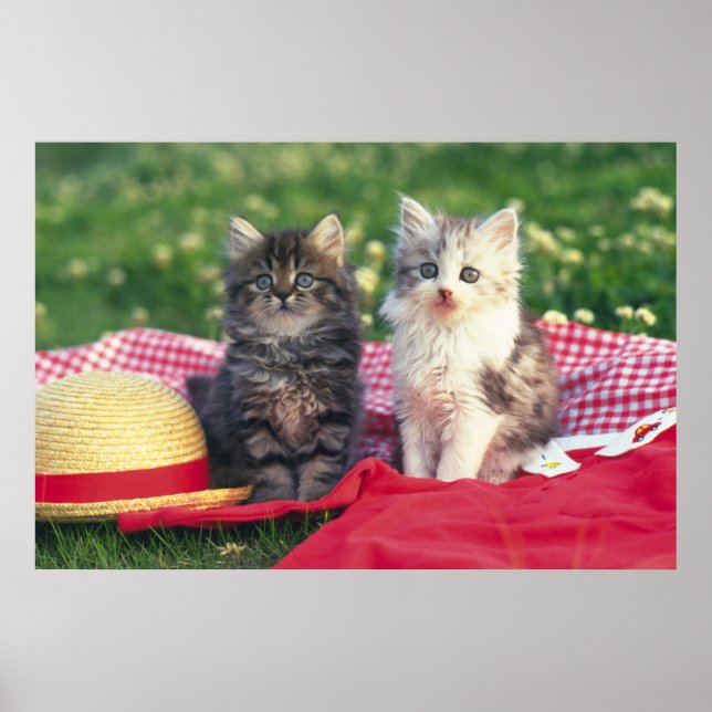 Two Kittens Sitting On A Red-Coloured Blanket Poster (Front)