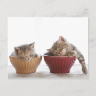 Two Kittens Sleeping in Bowls Postcard