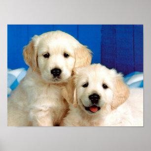 Two labrador pups pet poster