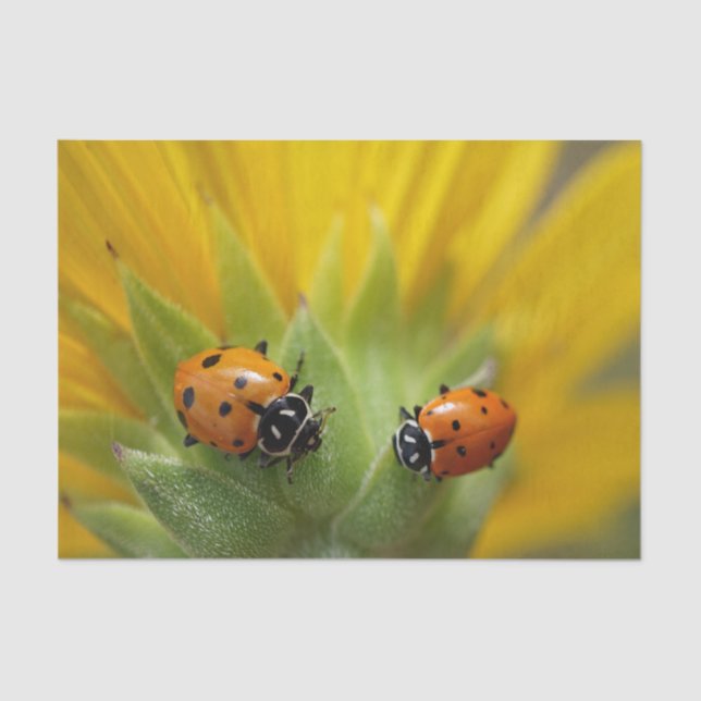 Two Lady Bugs on a Sunflower Tissue Paper (Front)