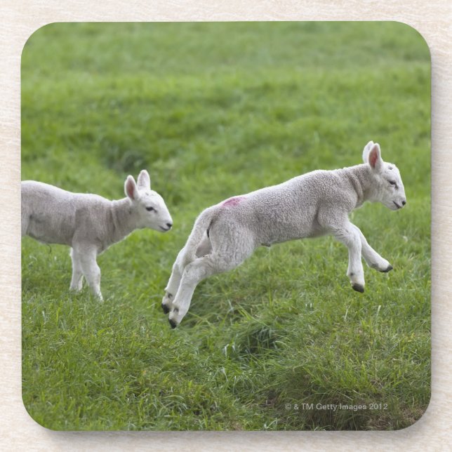 Two Lambs Coaster (Front)