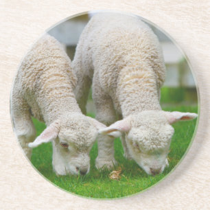 Two Lambs Grazing Coasters