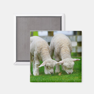 Two Lambs Grazing Magnet