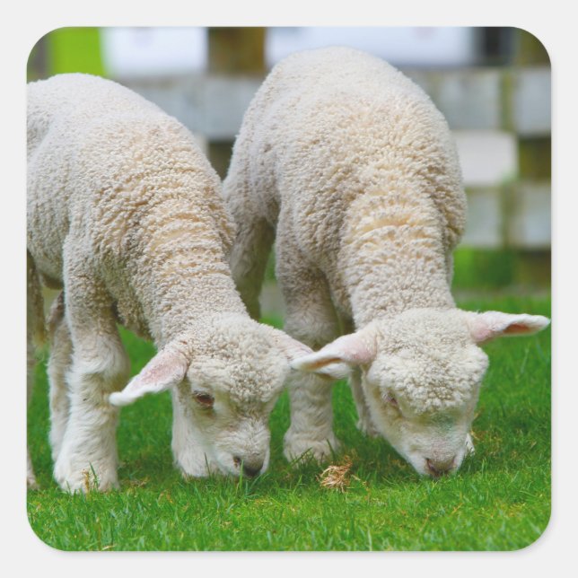 Two Lambs Grazing Stickers (Front)