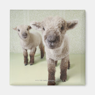 Two Lambs Indoors with Floral Wallpaper Magnet