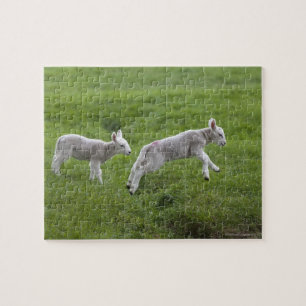 Two Lambs Jigsaw Puzzle