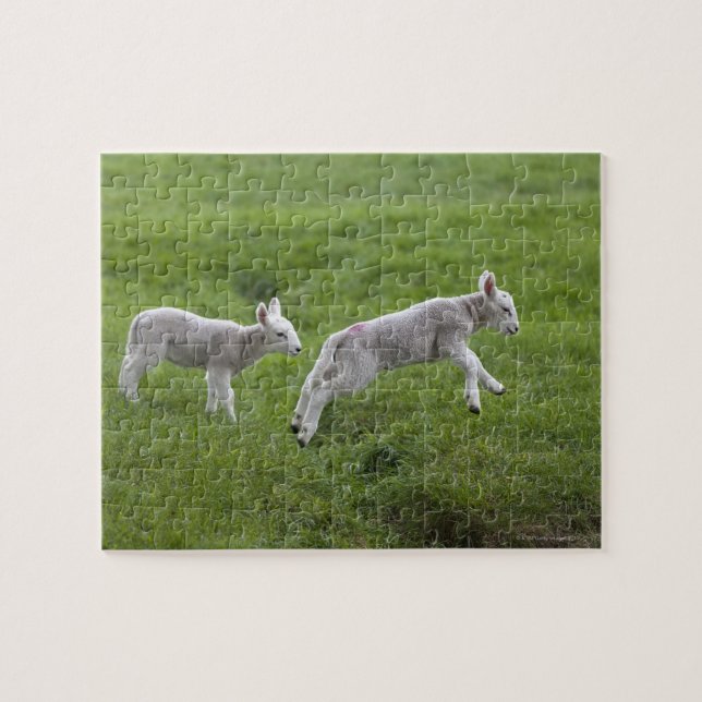 Two Lambs Jigsaw Puzzle (Horizontal)