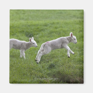 Two Lambs Magnet