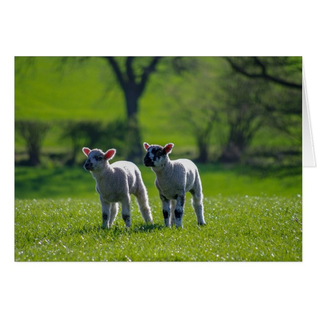 Two lambs photographic greetings card. (Front Horizontal)