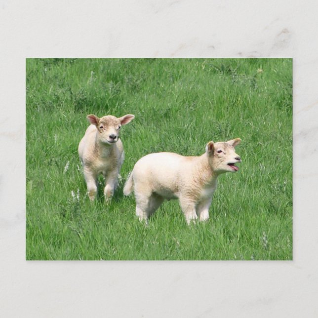 Two Lambs Postcard (Front)