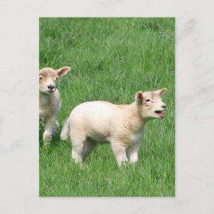 Two Lambs Postcard
