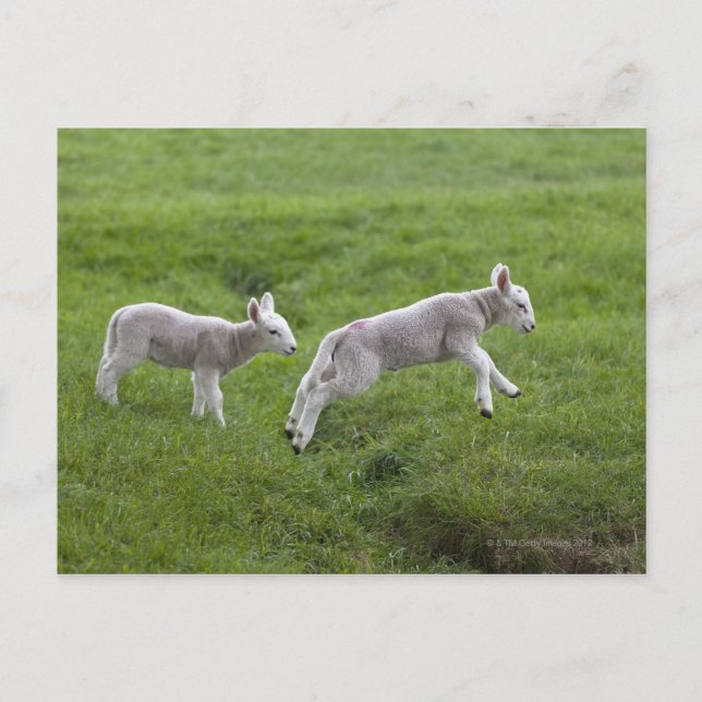 Two Lambs Postcard (Front)