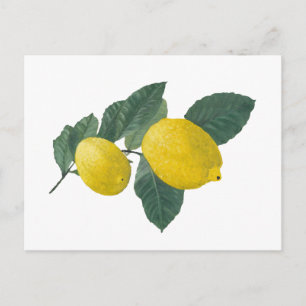 Two lemons on a branch. Oil painting. Postcard