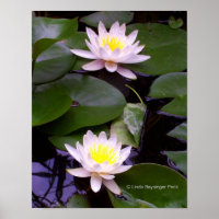 Two Light Water lilies