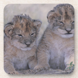 Two Lion Cubs Coaster