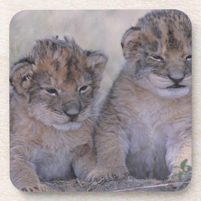 Two Lion Cubs Coaster (Front)