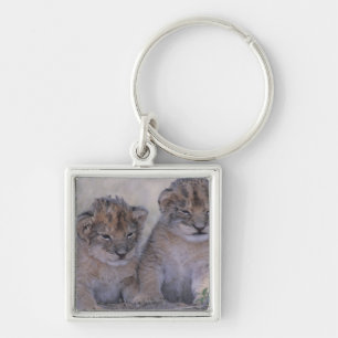 Two Lion Cubs Key Ring
