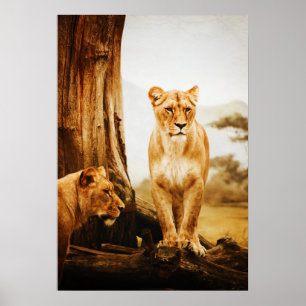 Two Lioness By Tree Poster