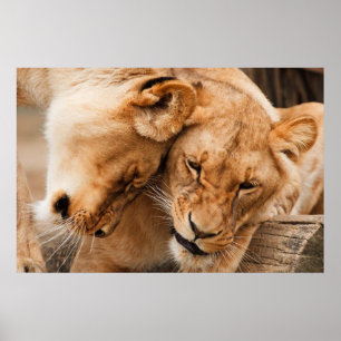 Two Lioness Poster