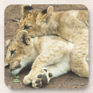 Two lions cubs playing. coaster