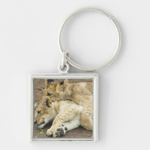 Two lions cubs playing. key ring