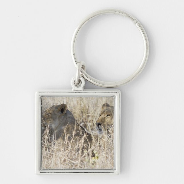 Two lions hidden in dry grass, Kruger National Key Ring (Front)