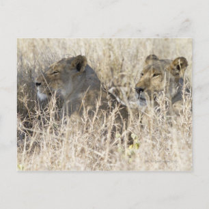 Two lions hidden in dry grass, Kruger National Postcard
