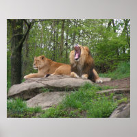 Two Lions