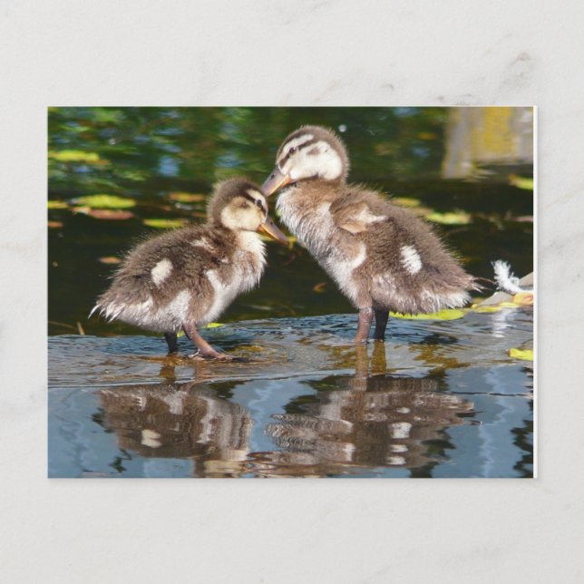 Two Little Duckies Postcard (Front)