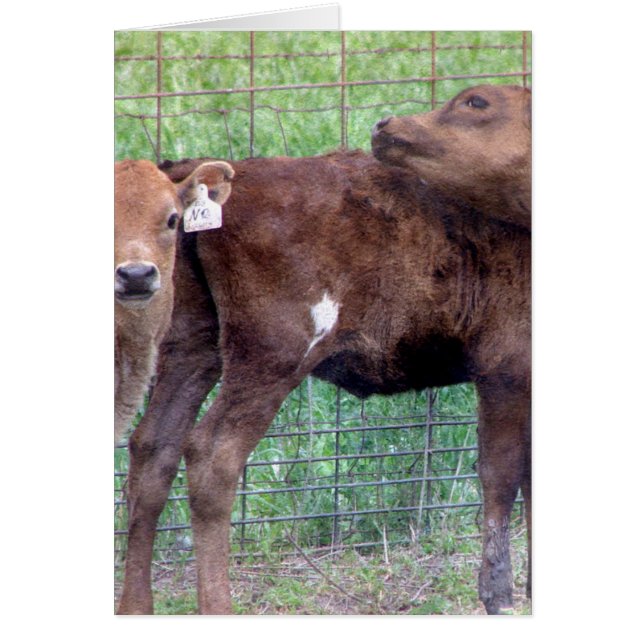 Two Little Heifers (Front)