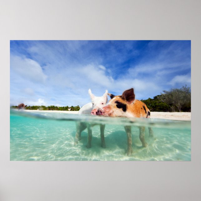 Two little piglets poster (Front)