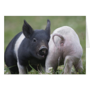 Two Little Pigs; Piglets - Cute Funny Baby Animals