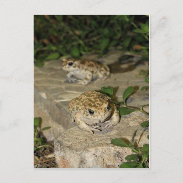 Two little toads - green frog print postcard (Front)