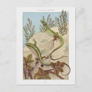 Two Lizards Vintage Fauna Illustration Postcard