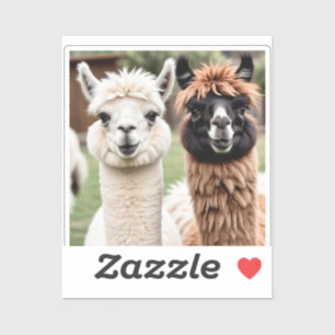 Two Llamas