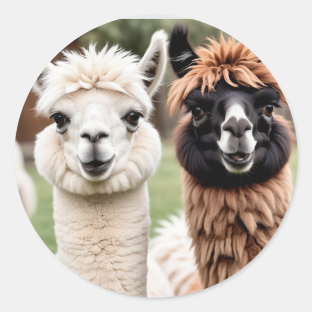 Two Llamas Classic Round Sticker (Front)