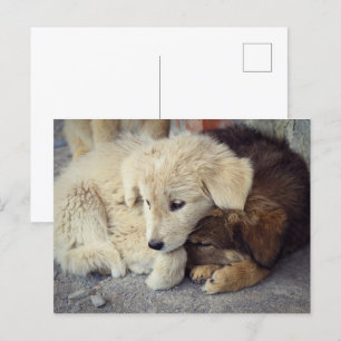 Two lonely puppies postcard