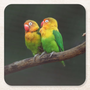 Two Lovebirds on a Branch Square Paper Coaster