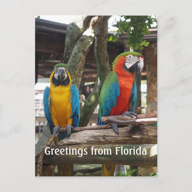 two macaw or parrot birds postcard (Front)
