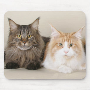 Two Maine Coon Cats Mouse Pad