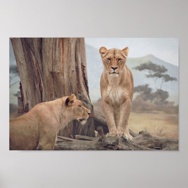 Two Majestic Lion's In The WIld Wall Poster (Front)