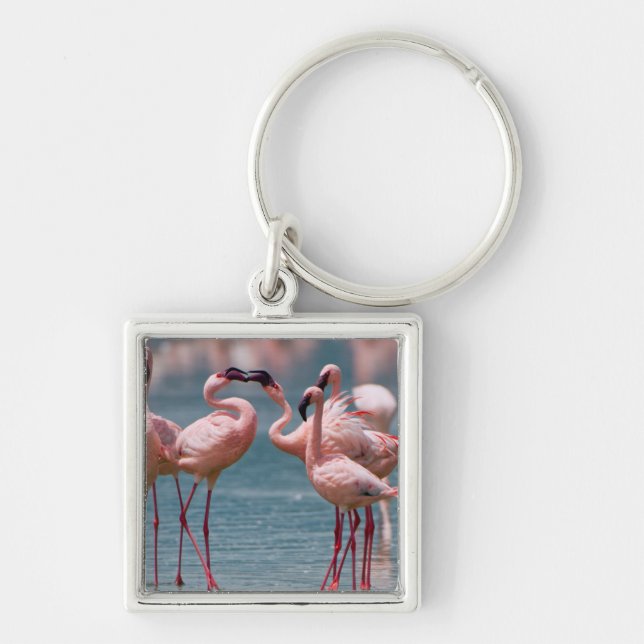 Two Male Lesser Flamingos (Phoenicopterus Minor) Key Ring (Front)