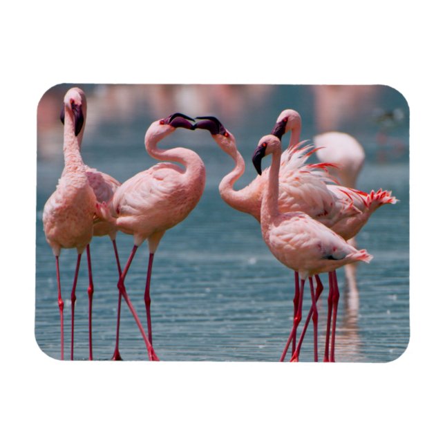 Two Male Lesser Flamingos (Phoenicopterus Minor) Magnet (Horizontal)