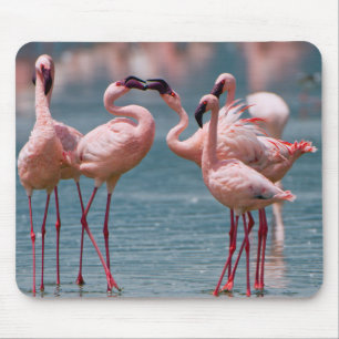 Two Male Lesser Flamingos (Phoenicopterus Minor) Mouse Pad