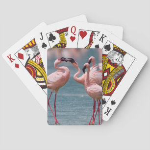 Two Male Lesser Flamingos (Phoenicopterus Minor) Playing Cards