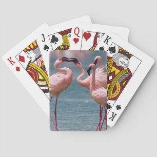 Two Male Lesser Flamingos (Phoenicopterus Minor) Playing Cards