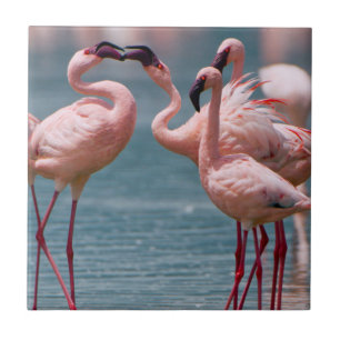 Two Male Lesser Flamingos (Phoenicopterus Minor) Tile