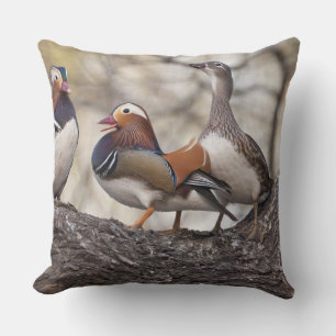 Two males vying for a female Mandarin duck Cushion